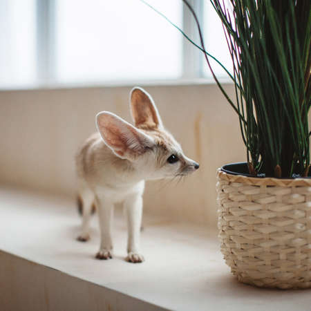 Pretty Fennec fox cub in front of windowの写真素材