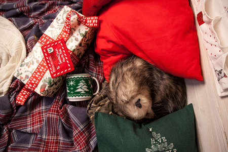 Pretty Virginia opossum in Christmass or New year decorationsの写真素材
