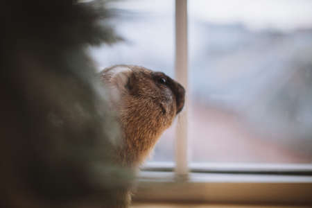 Steppe marmot in Christmass hat. New Years celebration.