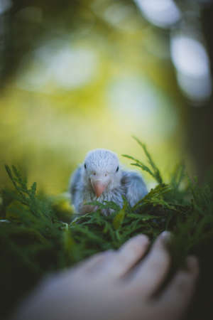 Blue rose-ringed or ring-necked parakeet in a gardenの写真素材