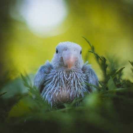 Blue rose-ringed or ring-necked parakeet in a gardenの写真素材