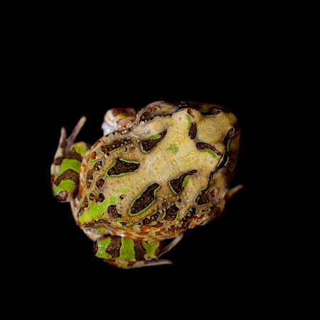 The Brazilian horned frog isolated on blackの写真素材