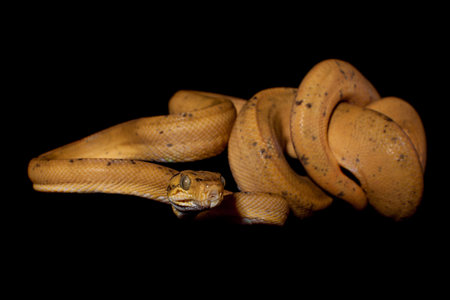 Red Amazon tree boa isolated on blackの写真素材