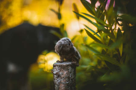 The common marmoset baby on the branch in summer gardenの写真素材