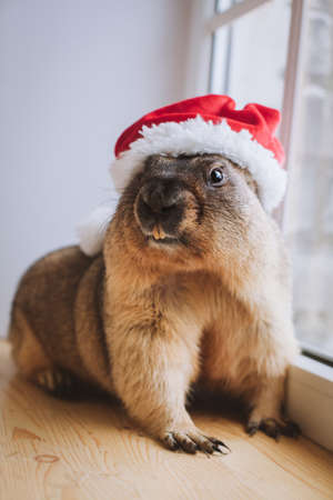 Steppe marmot in Christmass hat. New Years celebration.の写真素材