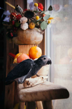 Happy Halloween. African Grey Parrot baby with flowers and pumpkinsの写真素材
