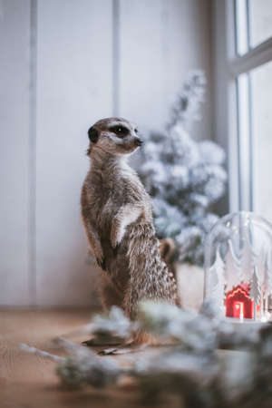 The meerkat or suricate cub, 8 mounths oldの写真素材