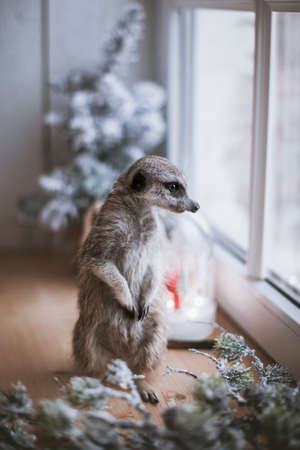 The meerkat or suricate cub, 8 mounths oldの写真素材