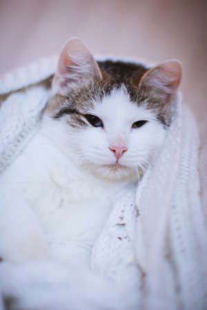 Pretty gray cat, holidays, christmas, new yearの写真素材