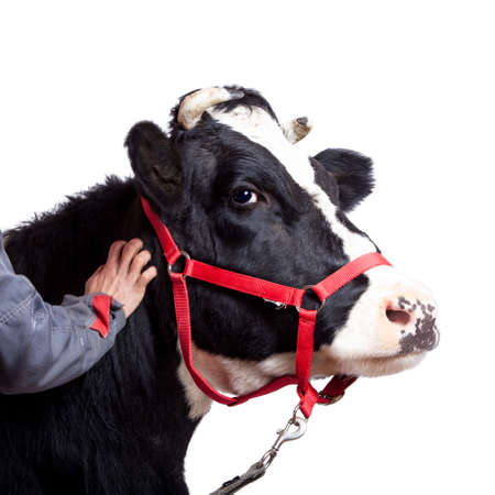 Black and white cow on white background
