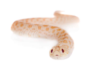Western hog-nosed snake, Heterodon nasicus against white backgroundの写真素材