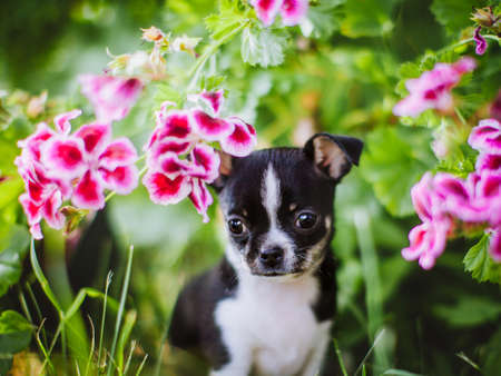 Pretty black and white Chihuahua puppy on green grassの写真素材