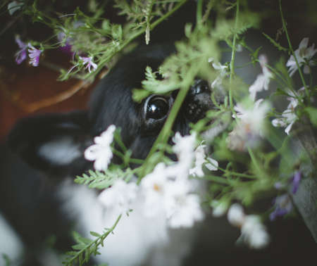 Pretty black and white Chihuahua puppy with flowersの写真素材