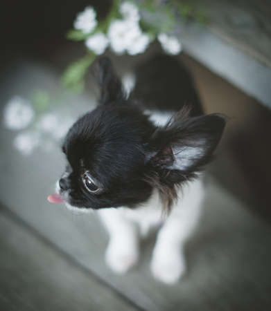 Pretty black and white Chihuahua puppy with flowersの写真素材