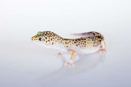 Cute Leopard Gecko on a white backgroundの写真素材