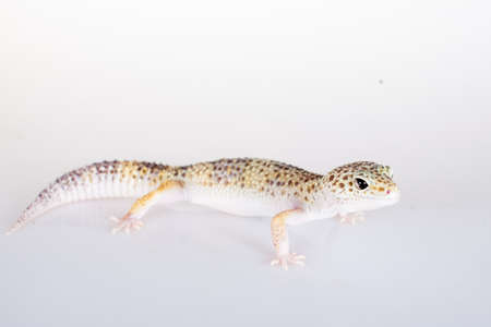 Cute Leopard Gecko on a white backgroundの写真素材