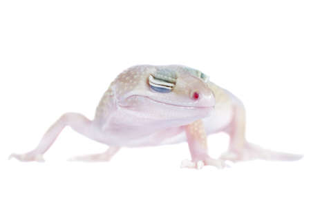 Cute Leopard Gecko on a white backgroundの写真素材