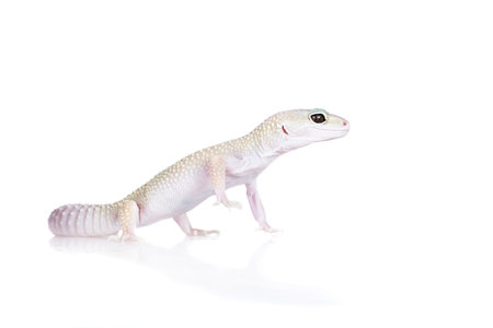 Cute Leopard Gecko on a white backgroundの写真素材