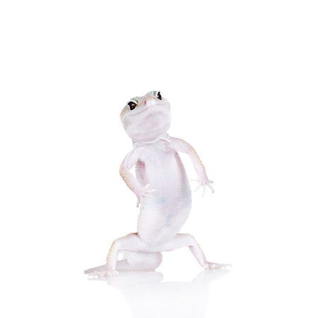 Leopard Gecko dancing on a white background