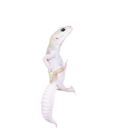 Leopard Gecko dancing on a white backgroundの写真素材