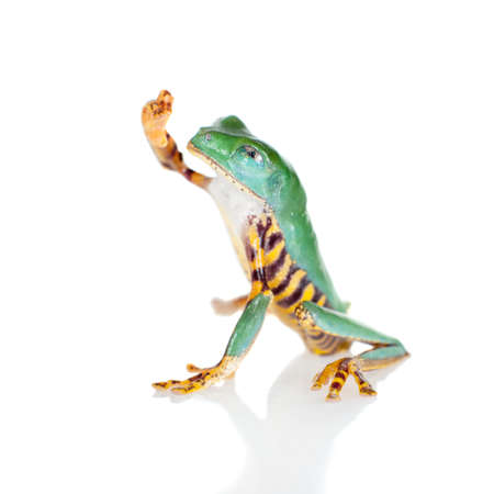 Beautiful barred leaf frog isolated on white