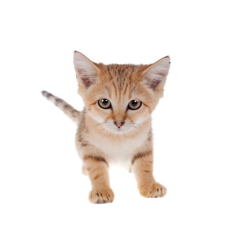 The Sand dune cat isolated on whiteの写真素材
