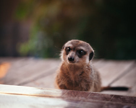 The meerkat or suricate, 2 years old outsideの写真素材