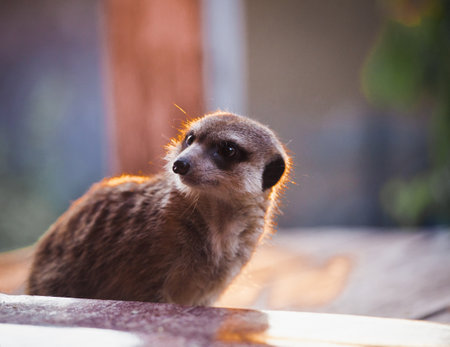 The meerkat or suricate, 2 years old outsideの写真素材