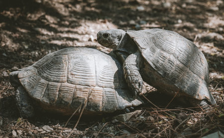 Mediterranean tortoises mating, Testudo graeca nikolskii, in natural habitatの写真素材