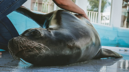 Veterinarian training of South American sea lion in zooの写真素材