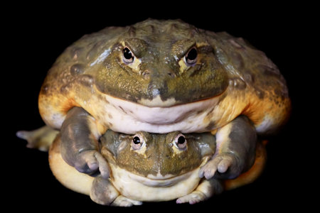 Couple of African bullfrogs on black backgroundの写真素材