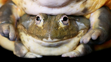 Couple of African bullfrogs on black backgroundの写真素材