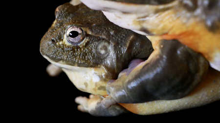 Couple of African bullfrogs on black backgroundの写真素材