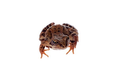 Common brown frog sitting on white backgroundの写真素材