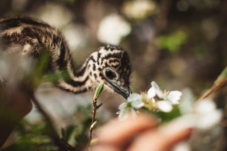 Portrait of little an african ostrich chick at zooの写真素材
