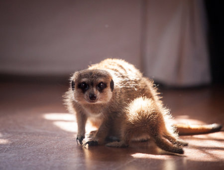 The meerkat or suricate, 2 years old with babyの写真素材