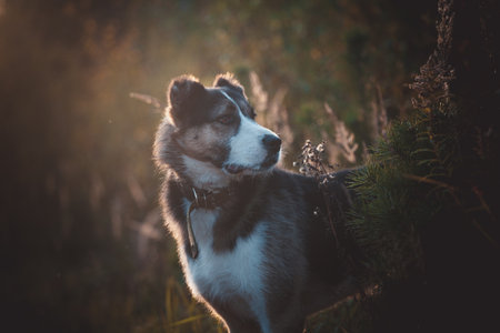 Mixed breed dog in the autumn field