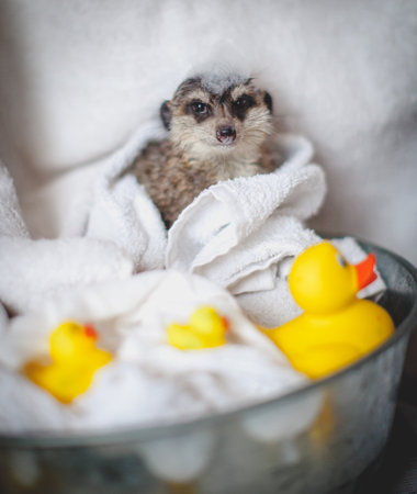 The meerkat or suricate taking bath at homeの写真素材