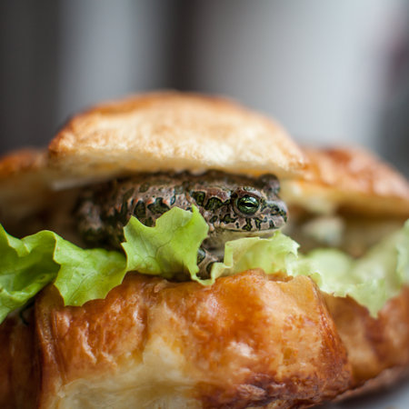 Tasty croissant sandwich with Egyptian green toadの写真素材