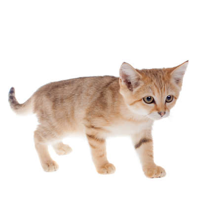 The Sand dune cat isolated on whiteの写真素材
