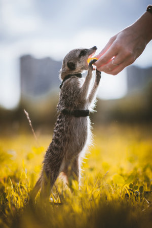 The meerkat or suricate, 1 years old walking outsideの写真素材
