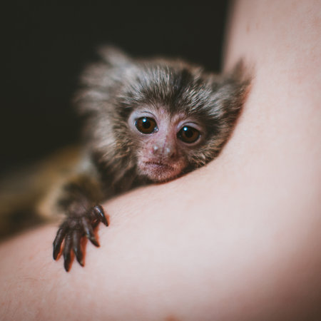 The common marmosets babies on hand, isolated on blackの写真素材