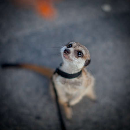 The meerkat or suricate, 1 years old walking outsideの写真素材