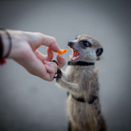 The meerkat or suricate, 1 years old walking outsideの写真素材