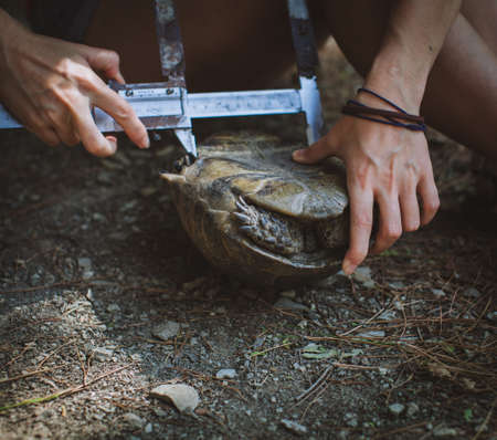 Female hands of scientist biologist zoologist takes mensuration of mediterranean tortoise by zoologistの写真素材