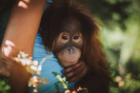 Cutest baby orangutan hangs in a tree in zooの写真素材