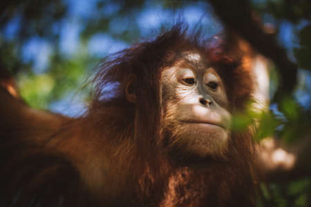 Cutest baby orangutan hangs in a tree in zooの写真素材