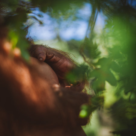 Cutest baby orangutan hangs in a tree in zooの写真素材