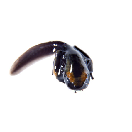 Peacock Dyeing Poison dart frogling, Dendrobates tinctorius Tumucumaque, on white
