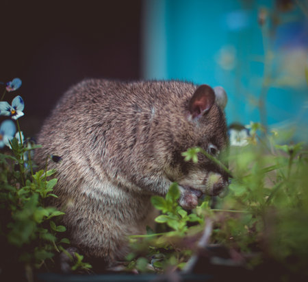 Giant african pouched rat in a garden with pansiesの写真素材